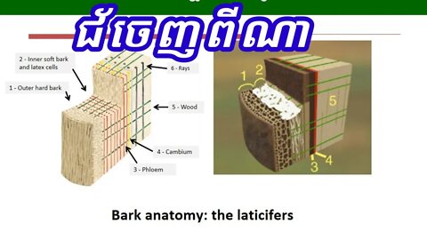 យល់ដឹងពីរបៀបបើកមុខចៀរកៅស៊ូ