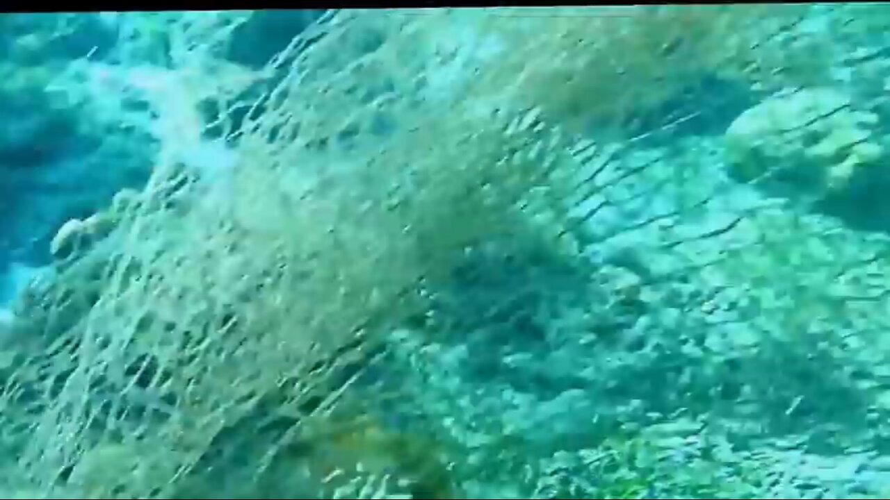 Learning about the Ocean and Coral Reef Net extraction