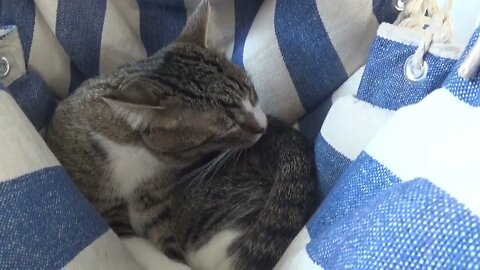 Kitten Sits in His Favorite Chair