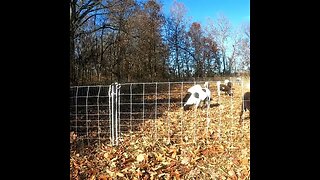 TIME-LAPSE SHEEP GRAZING HOMESTEADING WITH SHEEP! 🐑🐑🤩☺ #Sheep #shorts