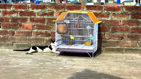 The cat kept trying to catch the parrots || بلی نے کوشش کی