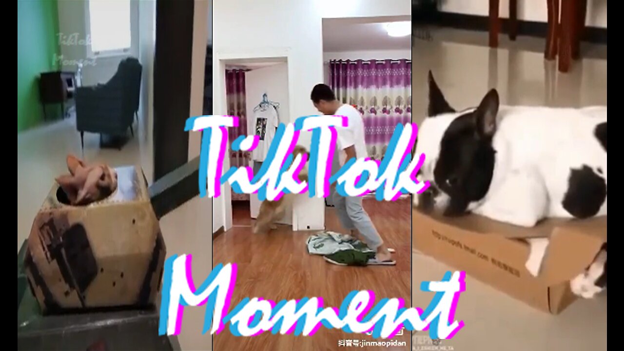 BEST #Funny MEMES COMPILATION #TikTokMoment