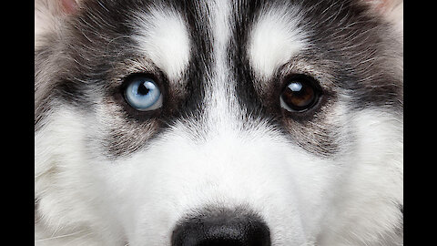 Husky Dog Protects The Baby's Sleep