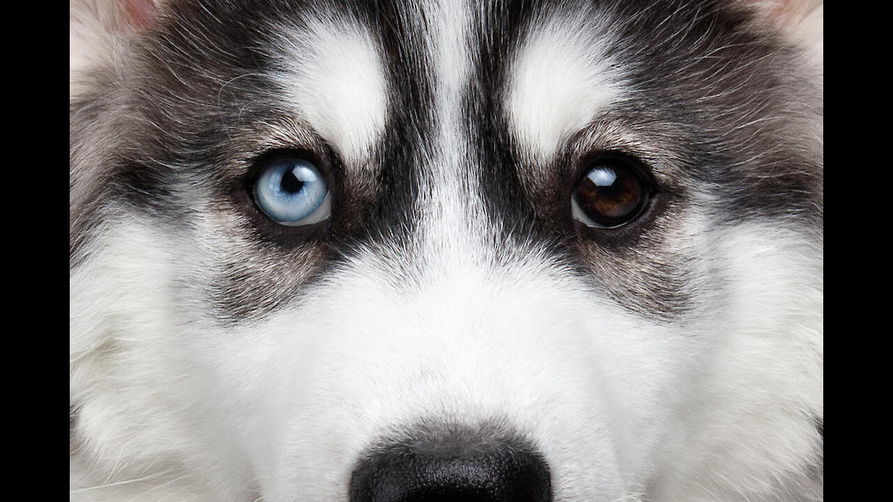 Husky Dog Protects The Baby's Sleep