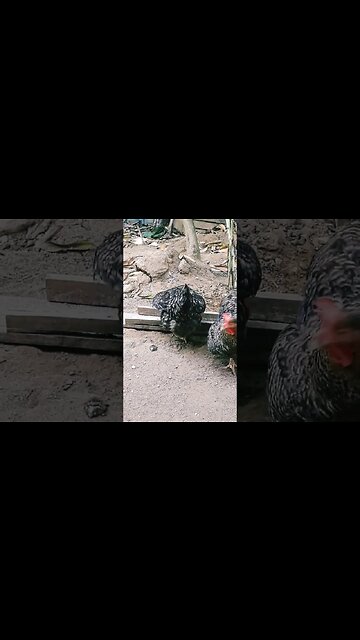 Galinha e galinha juntos em busca de comida diversão