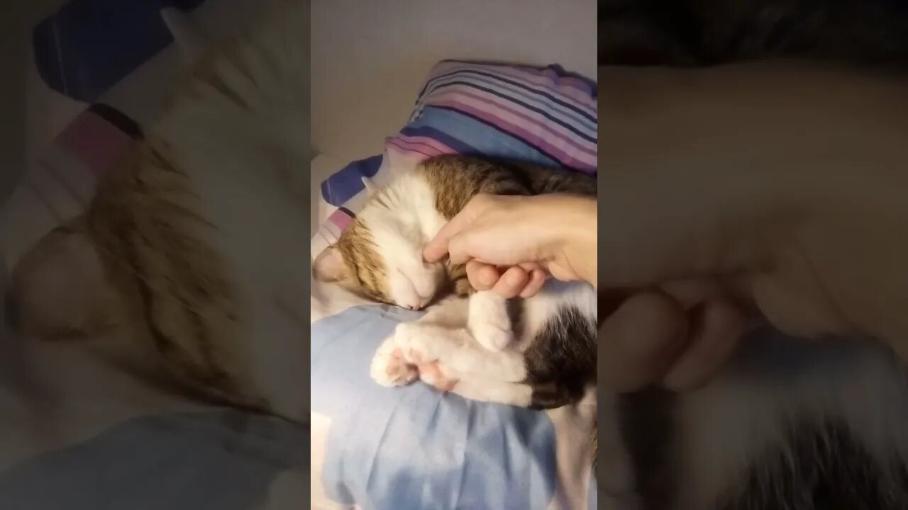 Nose Boops Wake this Little Cat