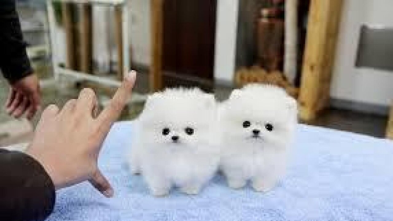 World’s SMALLEST Dogs OMG ! Cute Puppy Alert!