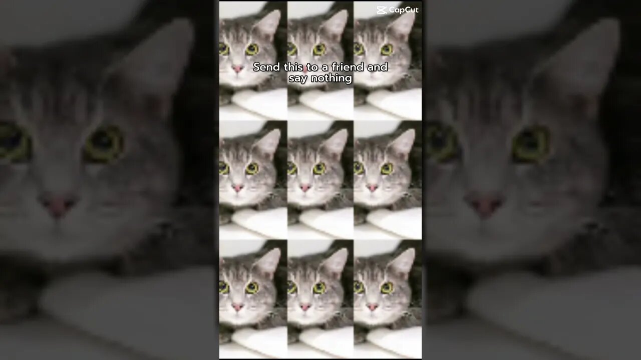 Send this to a friend and say nothing?!😸 #shorts #trendingshorts