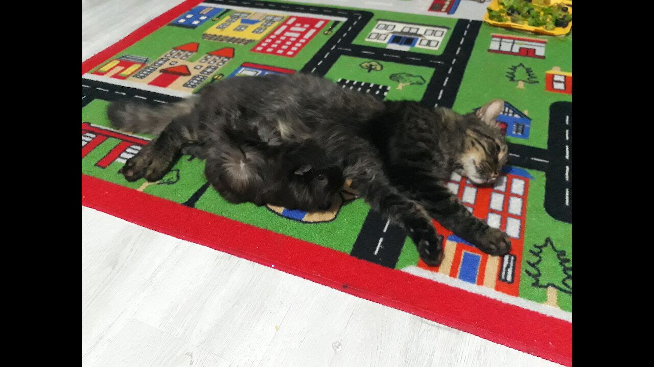 Funny Cat and Guinea pig, good friends really