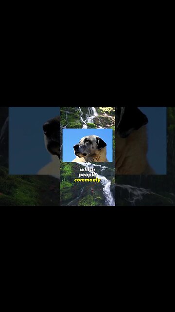 The Dog With the strongest Bite!