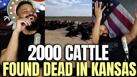 2000 Cattle Found Dead In Kansas