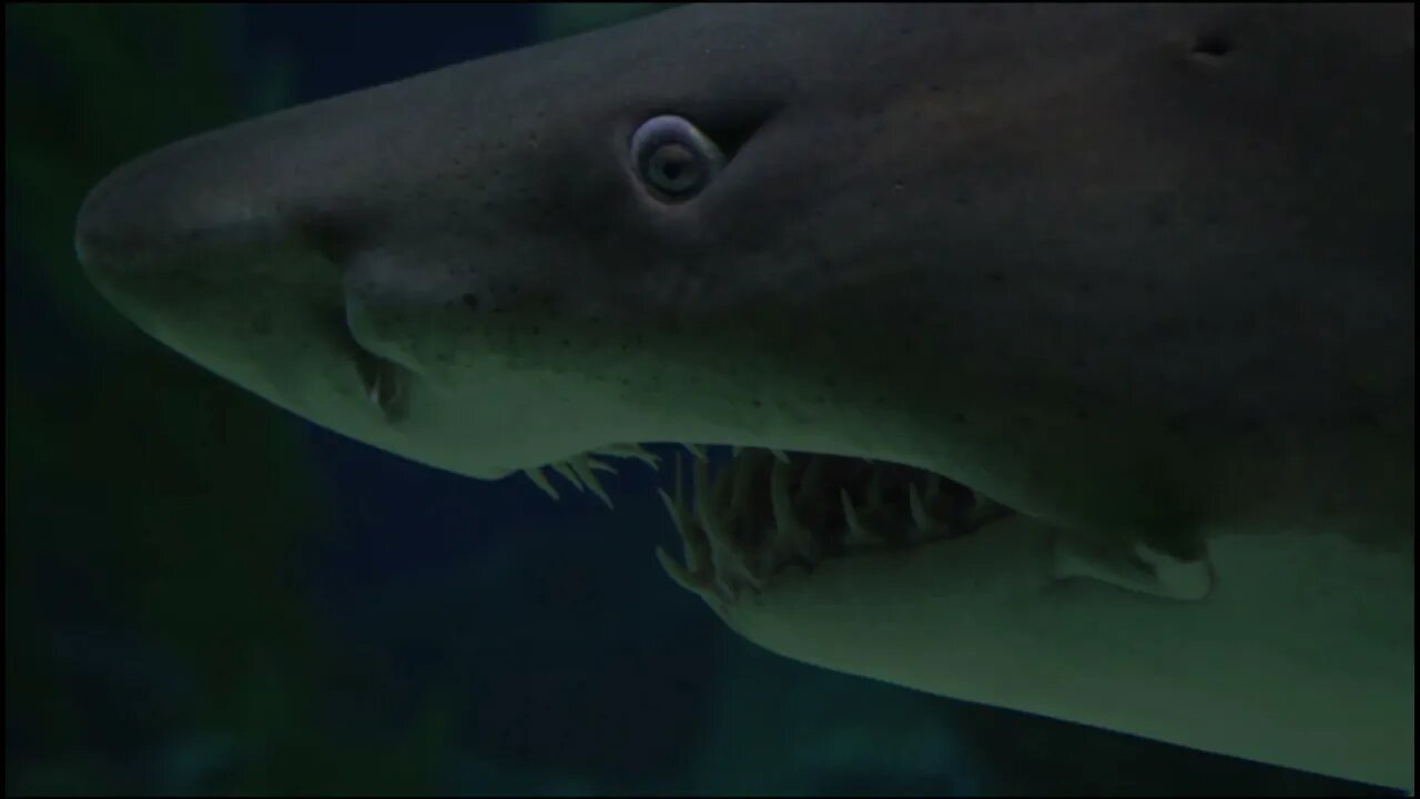 megalodon shark attitude clip