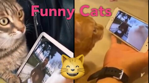 Funny Cats Imitating what's on the phone