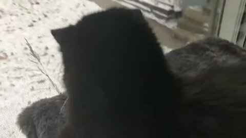 Kitten’s Entertainment is a Bird feeder