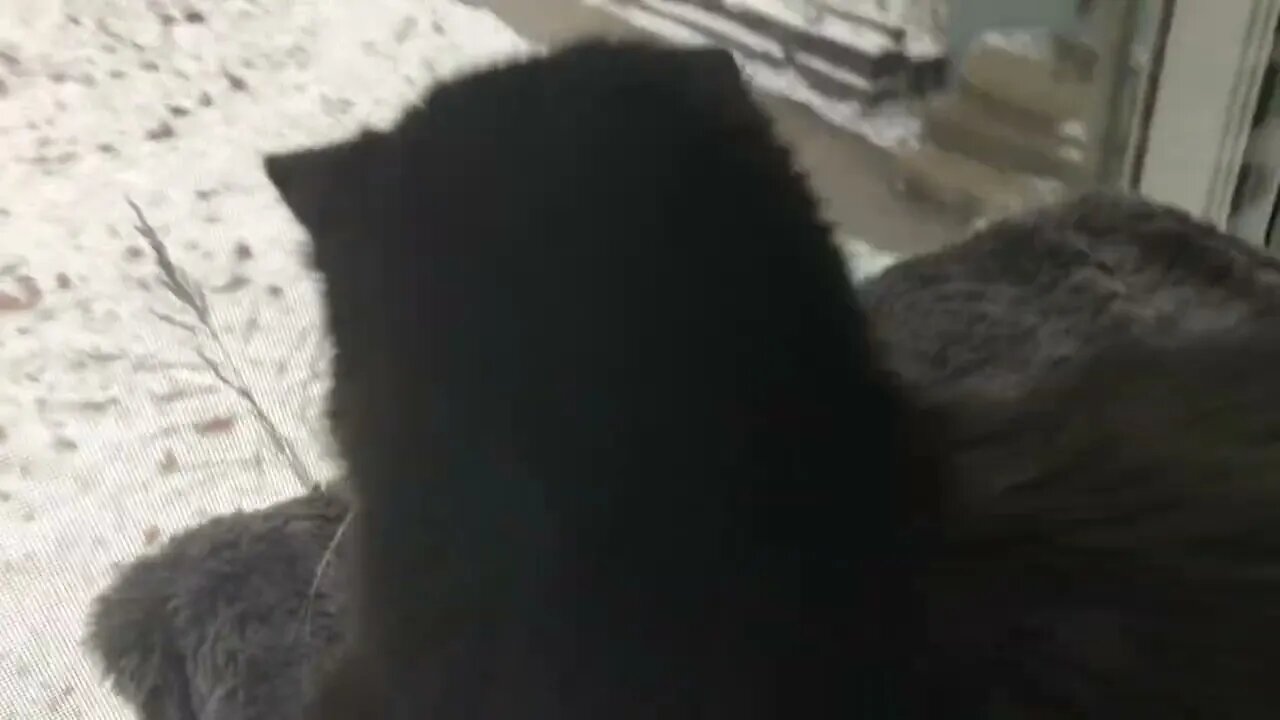 Kitten’s Entertainment is a Bird feeder