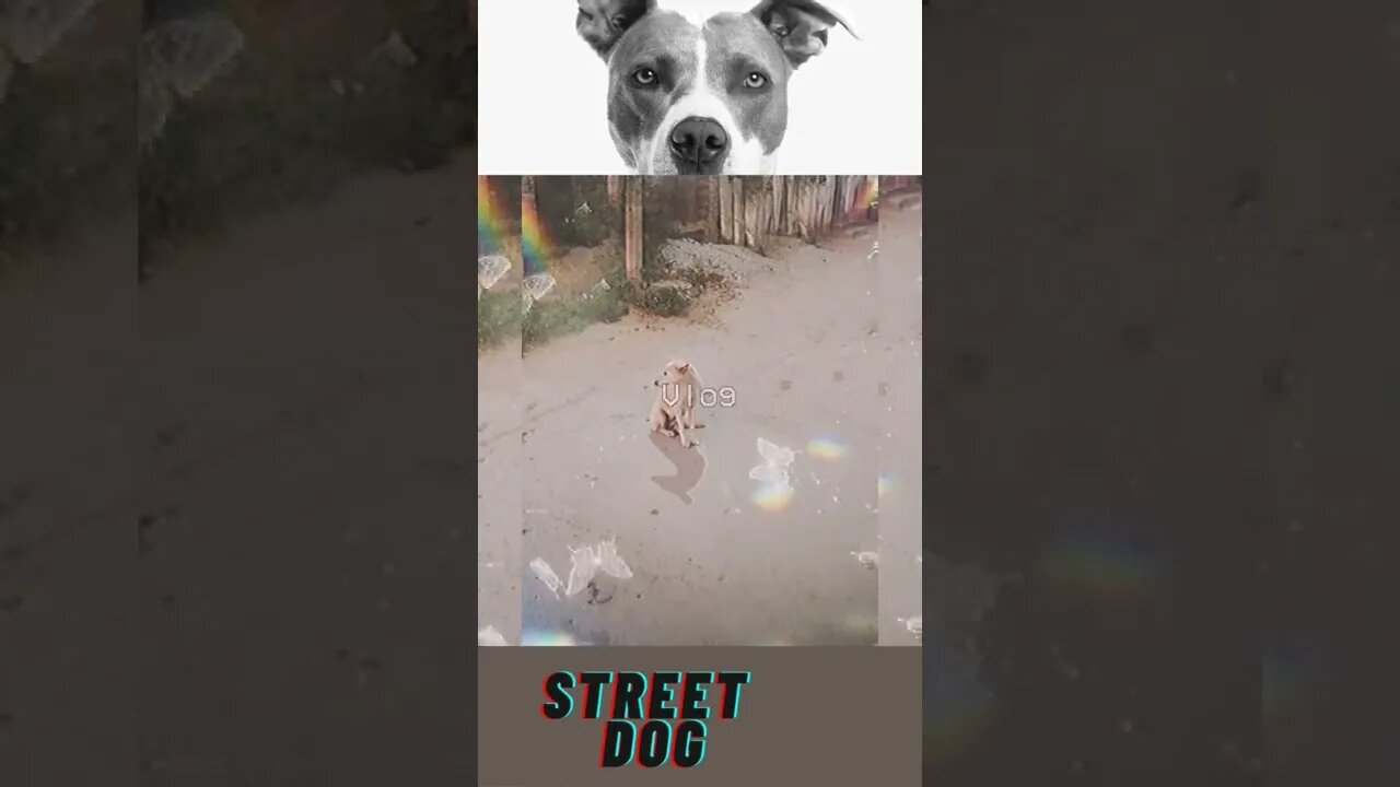 Street dog video,#shorts#,#cute dog#,#street dog#,#animal love#