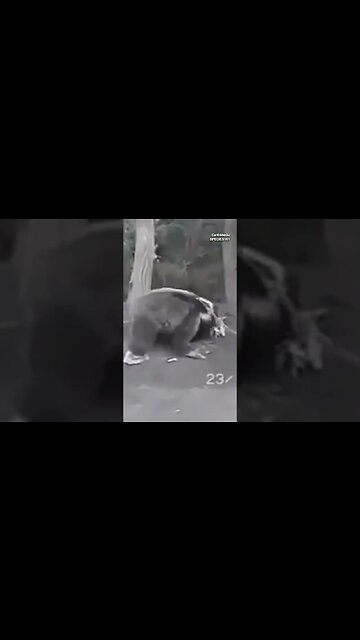 Chewjitsu 4 by Joe Rogan