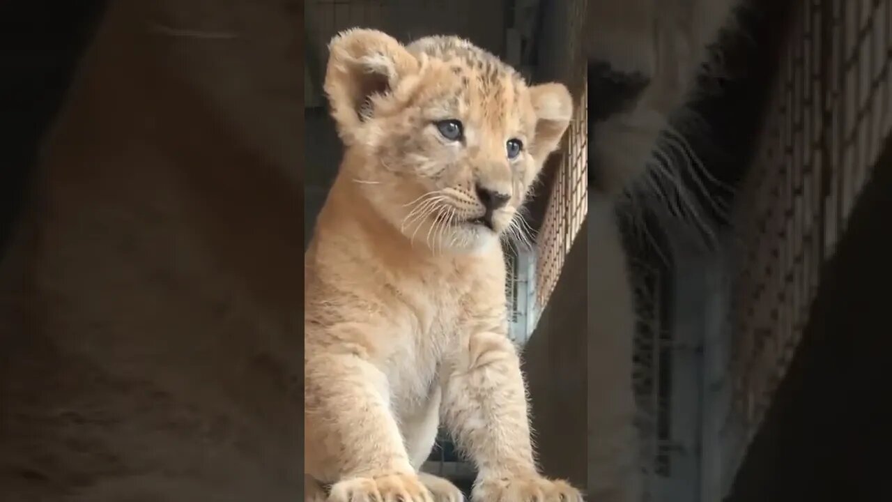 Future lion||baby animals||funny animals||funny videos 2022#shorts #youtube #lion #animal