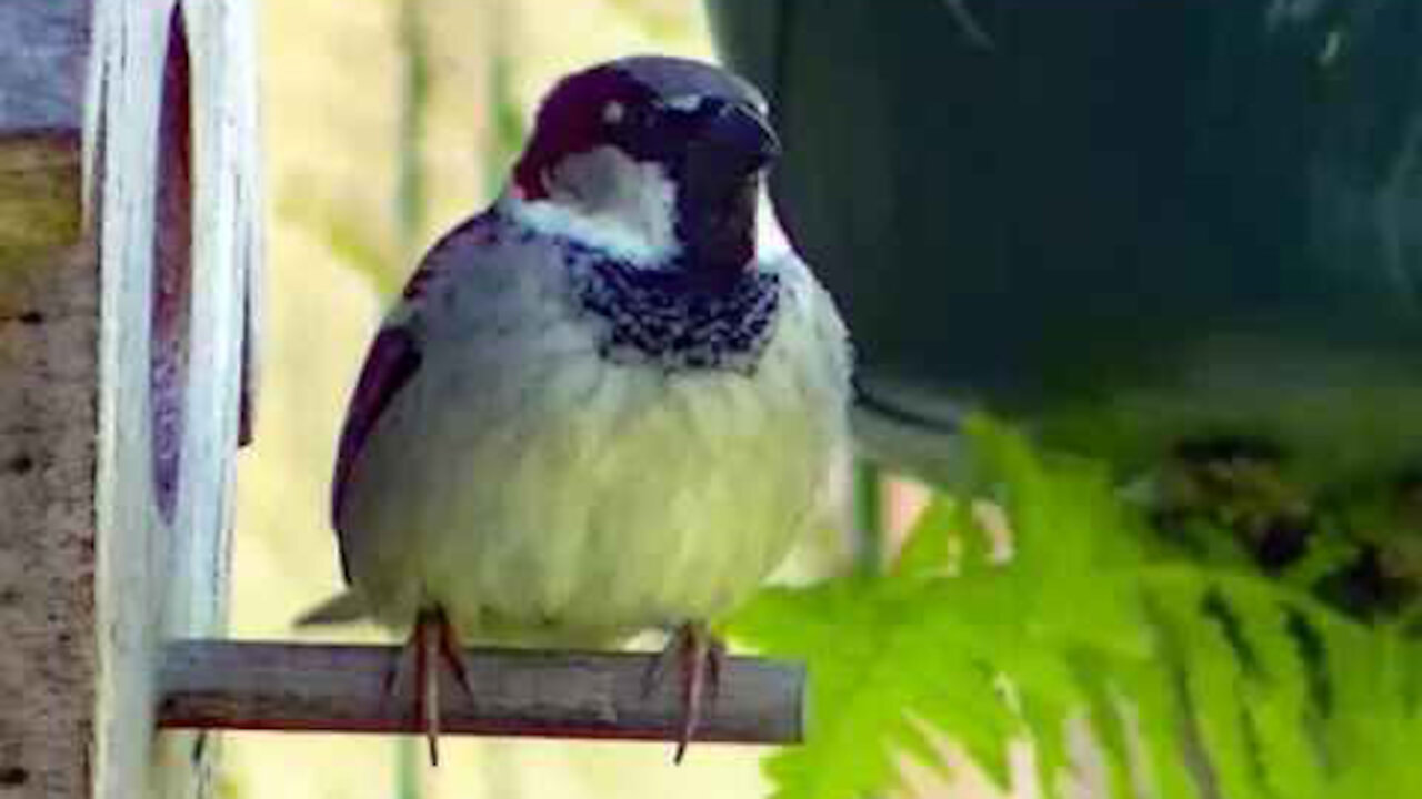 IECV NV #330 - 🐦 American Robin, 🐤Starlings, And 🐤 House Sparrows 5-21-2017