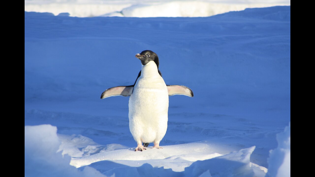 A PENGUIN WAS SAVED BY THE TOURIST FROM THE PANGS OF KILLER WHALES