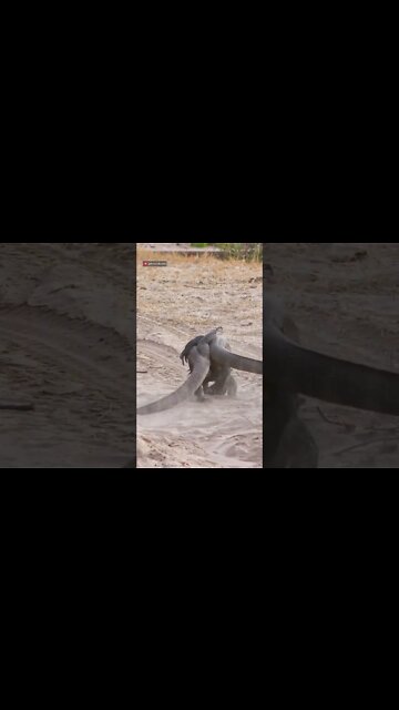 Lizard Battle! #shorts