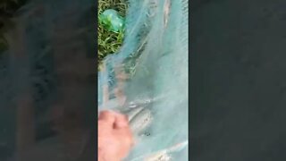 Fisherman caught cheating