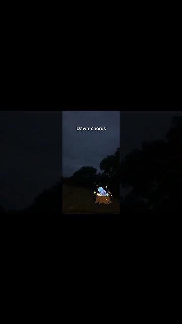 Waikato New Zealand Bird Sounds - Dawn Chorus #newzealand #birdsounds #earlymorning