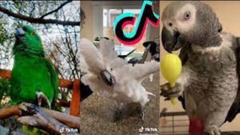 Cute and Funny Parrots Videos Compilation Tick Tock