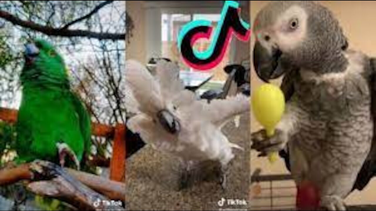 Cute and Funny Parrots Videos Compilation Tick Tock