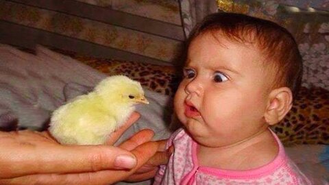 funny moments with a baby and chicken!!