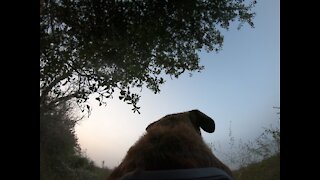 Dog’s First Retrieve