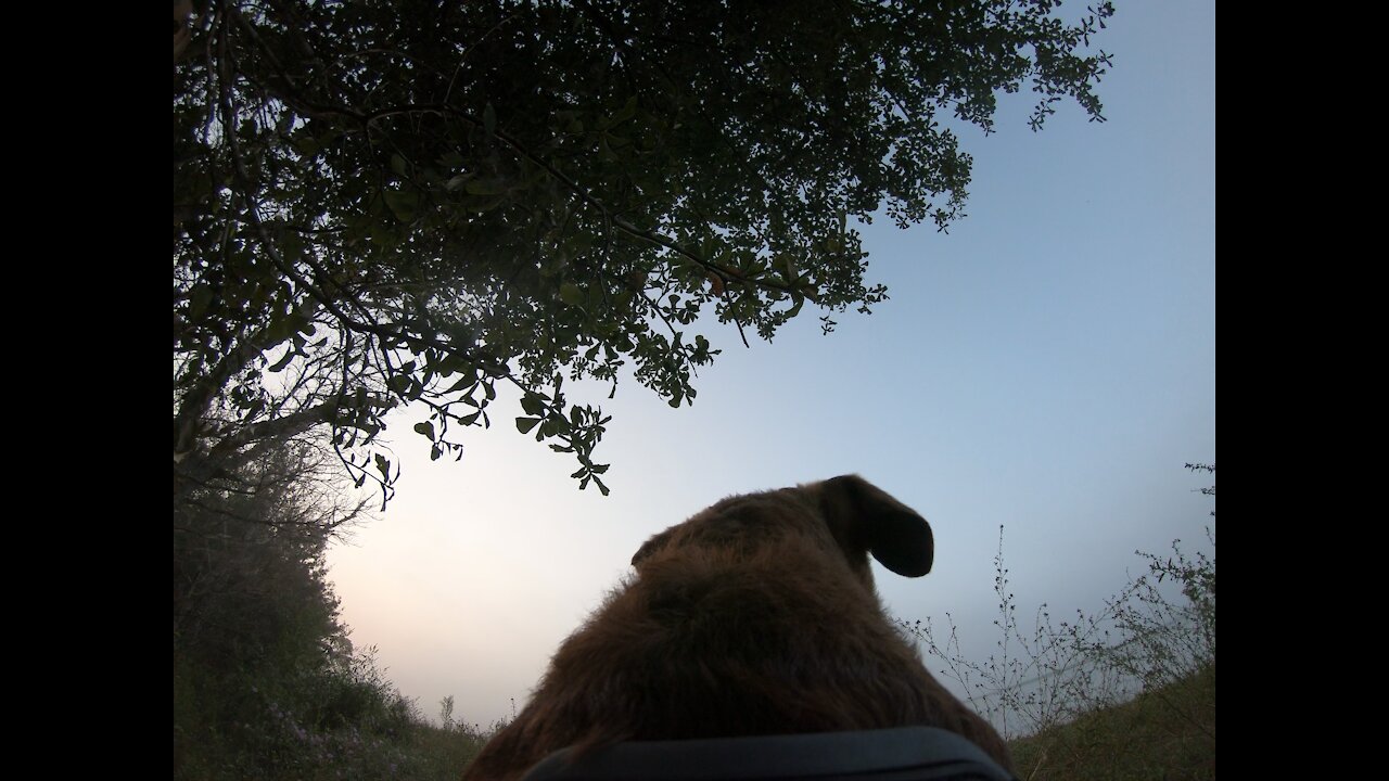 Dog’s First Retrieve