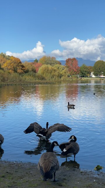 Beautiful Day In the Park