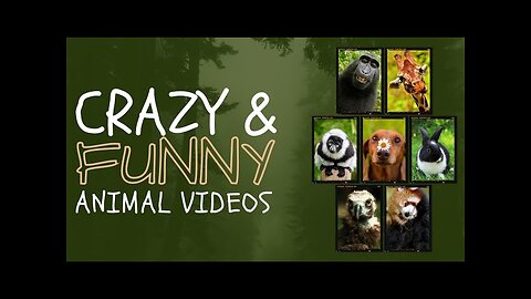 New Funny Animals viral video 2023 Unstoppable comedy Moment 😂