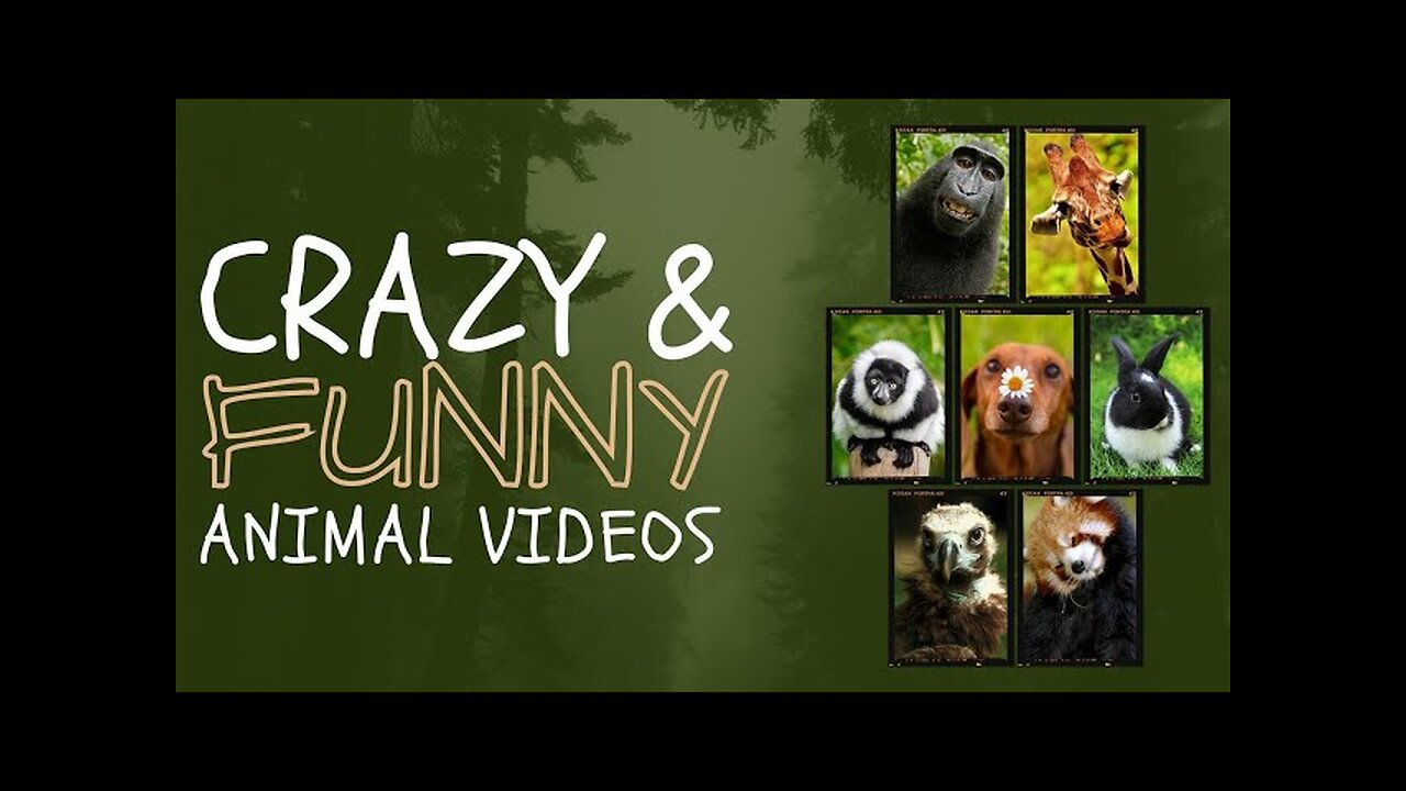 New Funny Animals viral video 2023 Unstoppable comedy Moment 😂