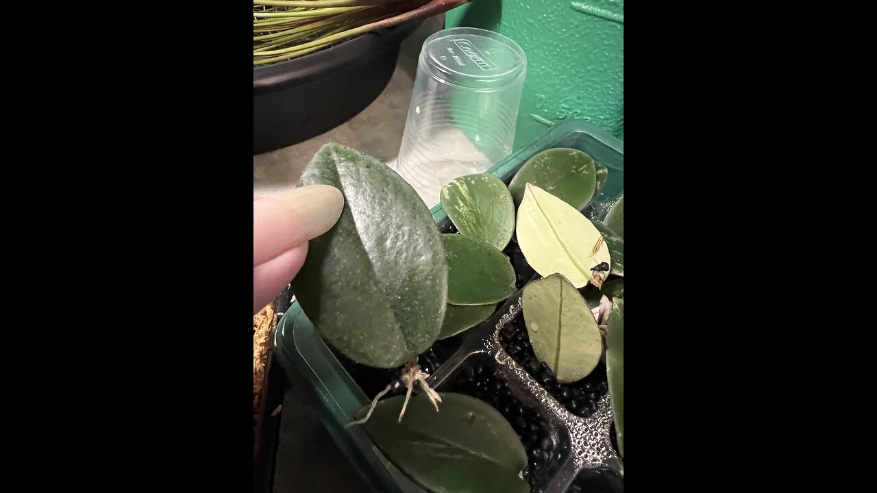 Transferring my Variegated Lipstick Plant Propagations from Stratum to Moss...ohhh the roots 😁