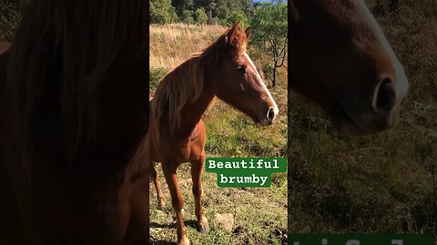 Our beautiful brumby boy