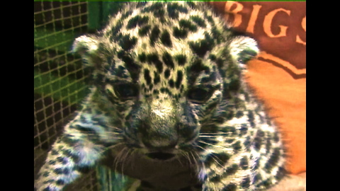 Five Gorgeous Jaguar Cubs