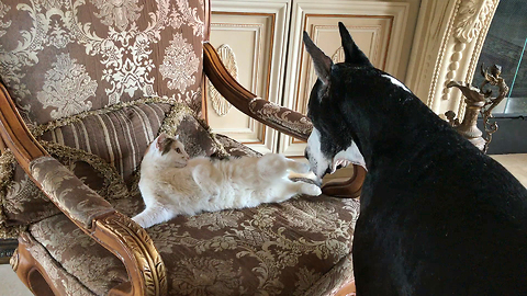 Cat Take Over Great Dane's Favorite Chair