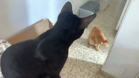 Black Kitty Follows Orange Cat To Toilet Then This Happened