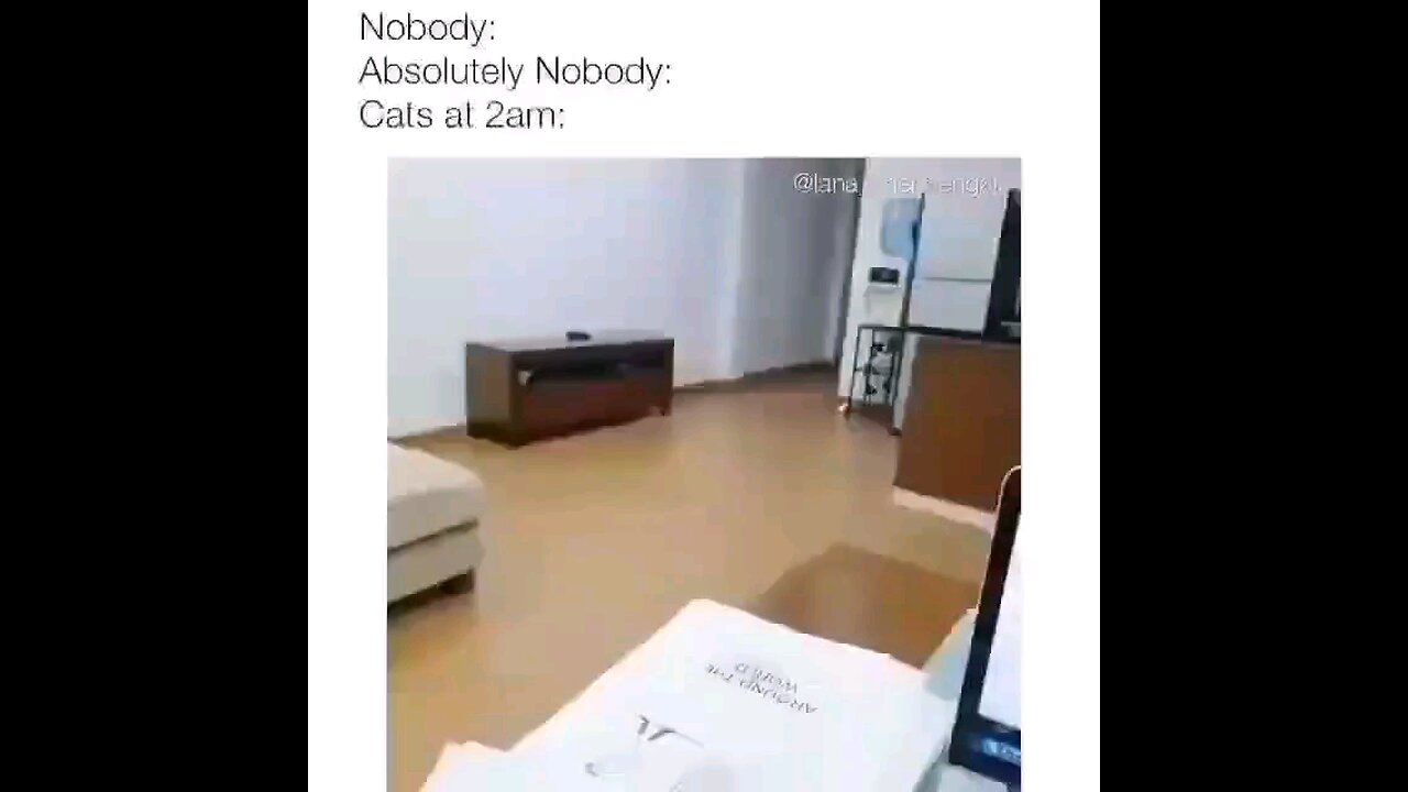 funny cats