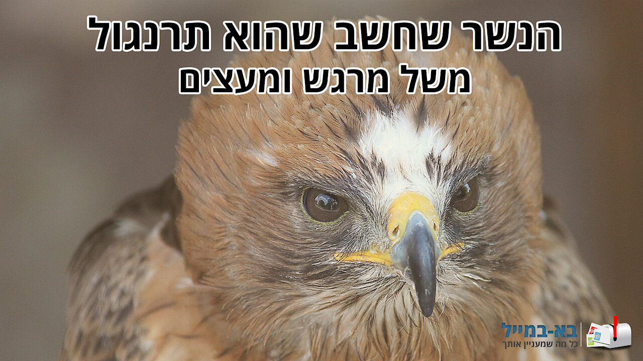 המשל על הנשר שחשב שהוא תרנגול