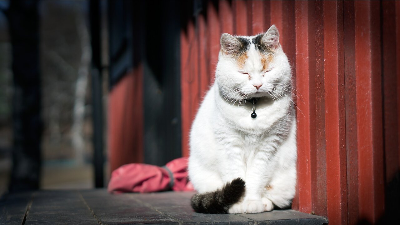Funny animals