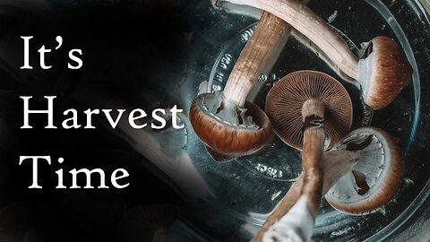 An Introduction To Growing Mushrooms: How to Harvest Episode 8 (2021)