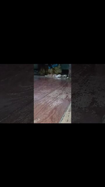 #dogshow ,#animals ,#dogs ,#shorts