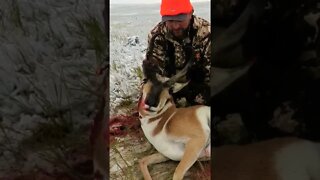 Wyoming Pronghorn Hunting in Snow!