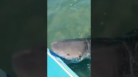 Woah: Surfer Saw A Shark Chasing A Turtle And Then This Happened