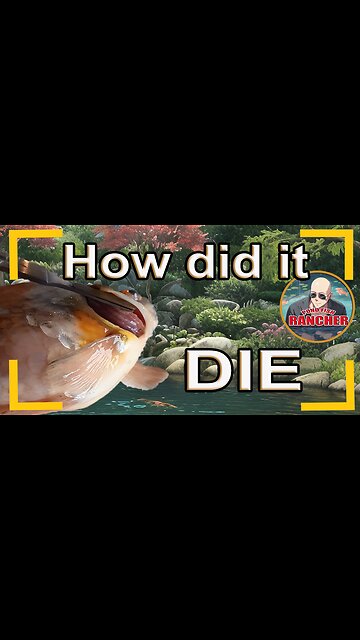 How to trouble shoot when your pet fish dies