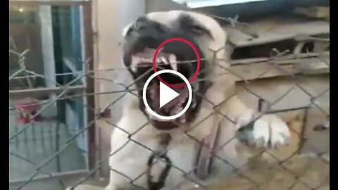 Angry Kangal Shepherd Dog