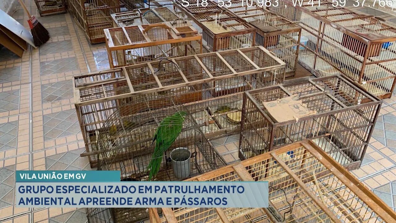 Vila União em GV: Grupo especializado em Patrulhamento Ambiental apreende Arma e Pássaros.